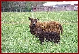 Delia and ewe lamb
